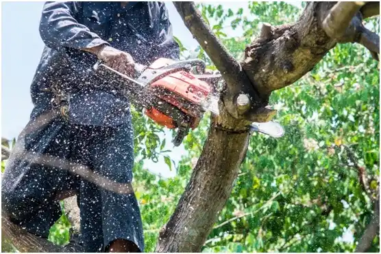 tree services Riverside